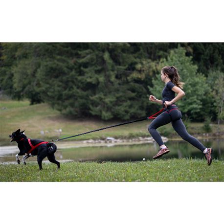 Guinzalio elastico per cani KYFLIE Lodus Cross - 2,7 ml 2