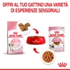 ROYAL CANIN Kitten Gravy - Alimento umido per gatti - 12 x 85g gallery 3