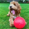 Boomer Ball - 15cm gallery 3
