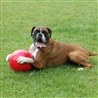 Boomer Ball - 20cm gallery 3